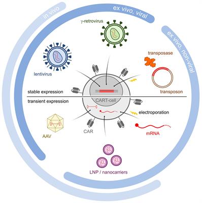 Engineering strategies to safely drive CAR T-cells into the future